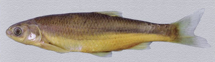 Parachondrostoma turiense_05.jpg
